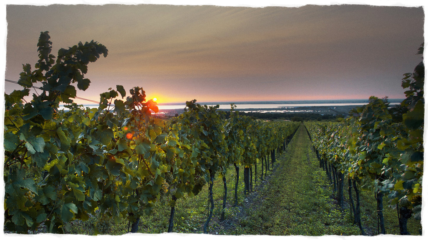 Weinberg Patenschaft