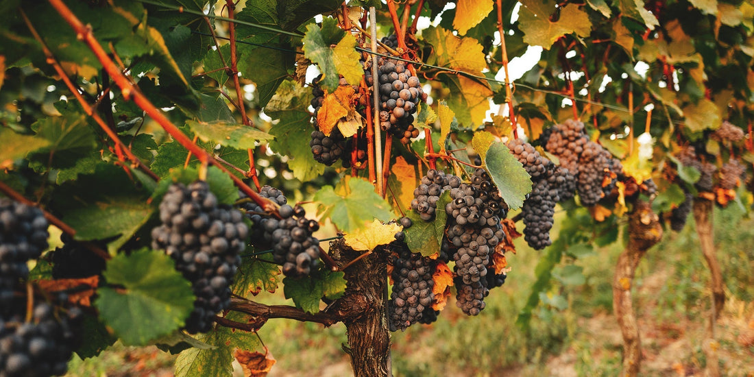 Was macht den Wein aus dem Burgenland so speziell?