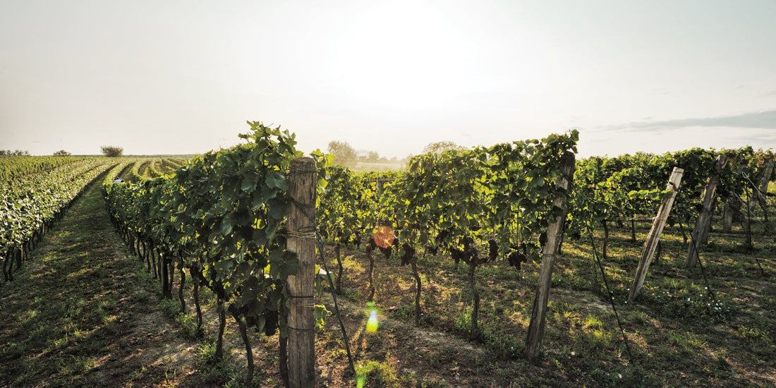 Warum sollte man Wein aus Österreich kaufen?